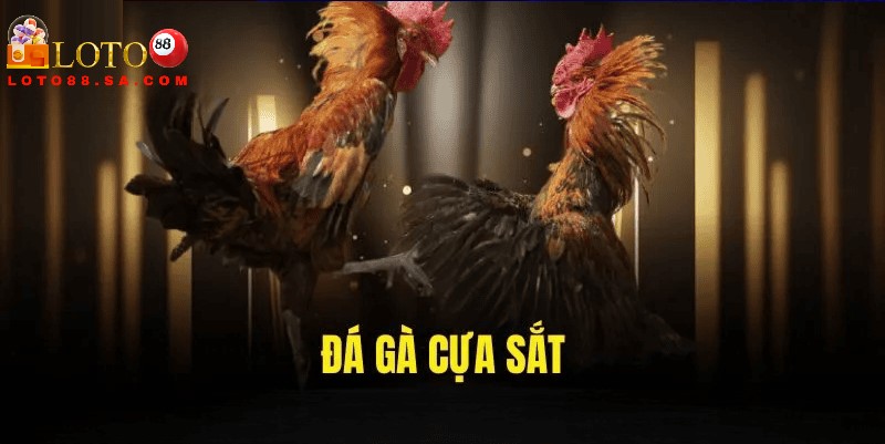 Đá gà cựa sắt: Môn thể thao kịch tính, nghệ thuật chiến đấu 1 Đá gà cựa sắt là bộ môn cá cược thể thao đã xuất hiện từ lâu đời