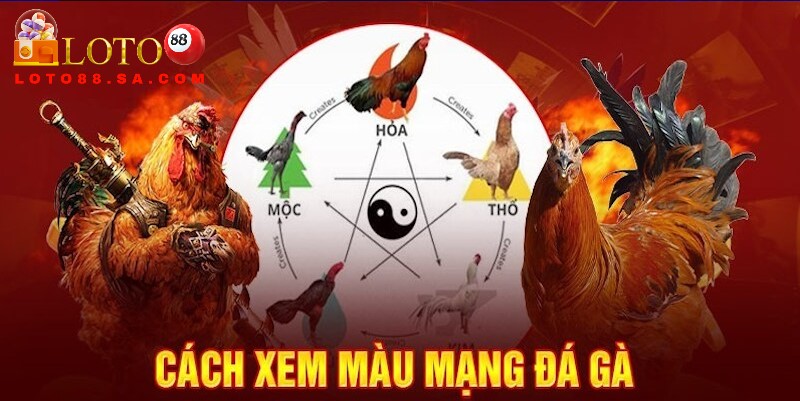 Màu mạng đá gà theo ngũ hành: Bí quyết chọn chiến kê 1 Màu mạng đá gà có ý nghĩa đặc biệt